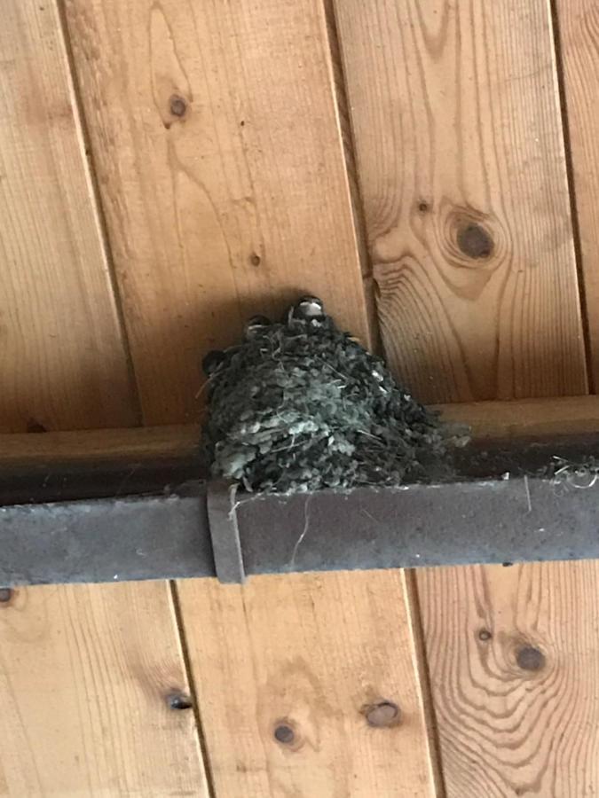 Hering Fewo II Apartment Balcony Wiek auf Rügen 外观 照片
